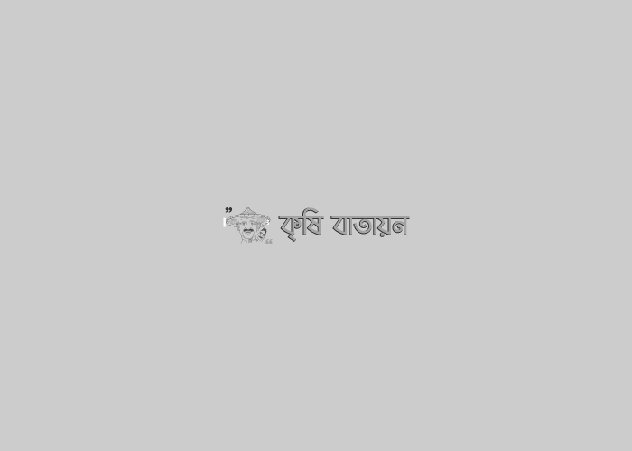 ড্রাম সিডারের সাহায্যে আউশ আবাদ এর সম্ভাবনা