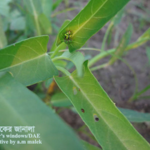 কলমিশাকের টরটয়স বিটল পোকা