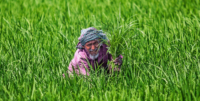 ফেরোমন ফাঁদ